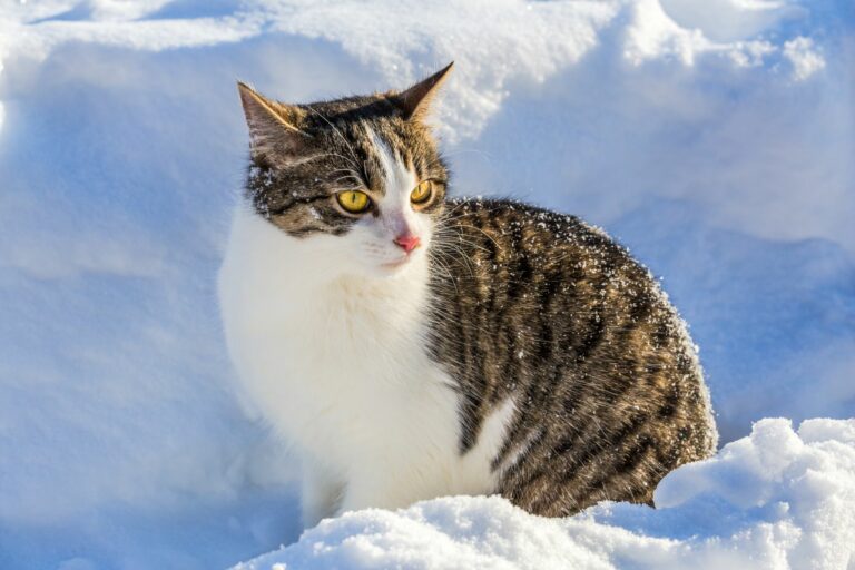 Kočka obklopená sněhem