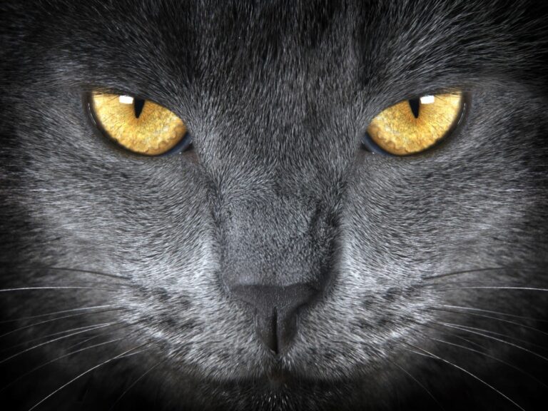 Oči Britské krátkosrsté kočky