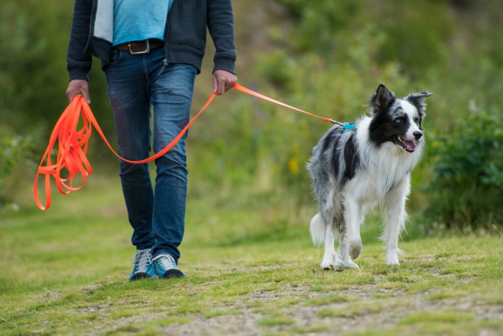 Útulky ocení i pomocníky, kteří vezmou psy na procházky
