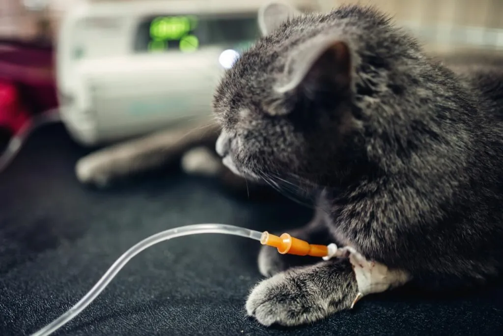 Kočičí infuze u vetereináře Pokud má kočka kočičí mor, dostane infuzi