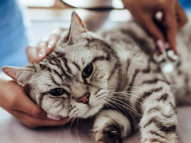 Vyšetření u veterináře - kočičí mor