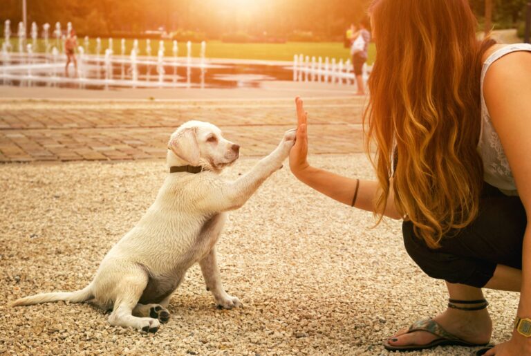 Štěně labradorá dává pac