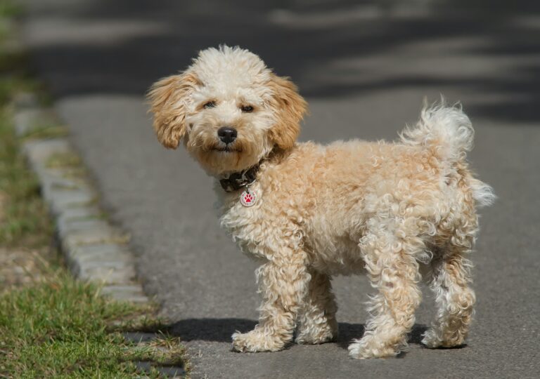 Cavapoo na ulici