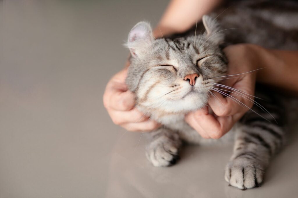 Masáž pro kočky na Valentýna