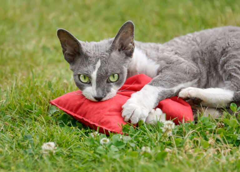 Devon Rex si hraje s polštářkem s baldriánem.