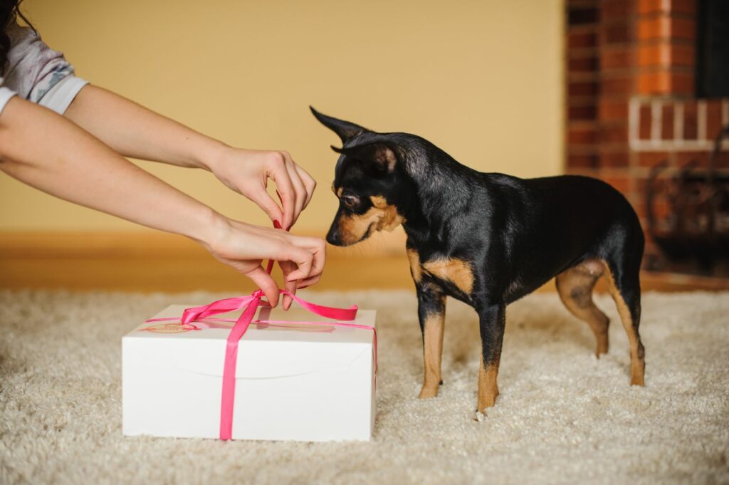 Pes čeká na svůj Valentýnský dárek