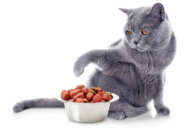Změna stravy u koček