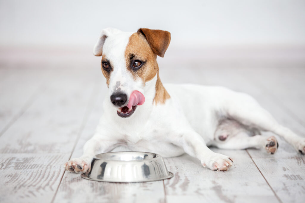 Změna krmiva u psa - Jack Russel jí z misky