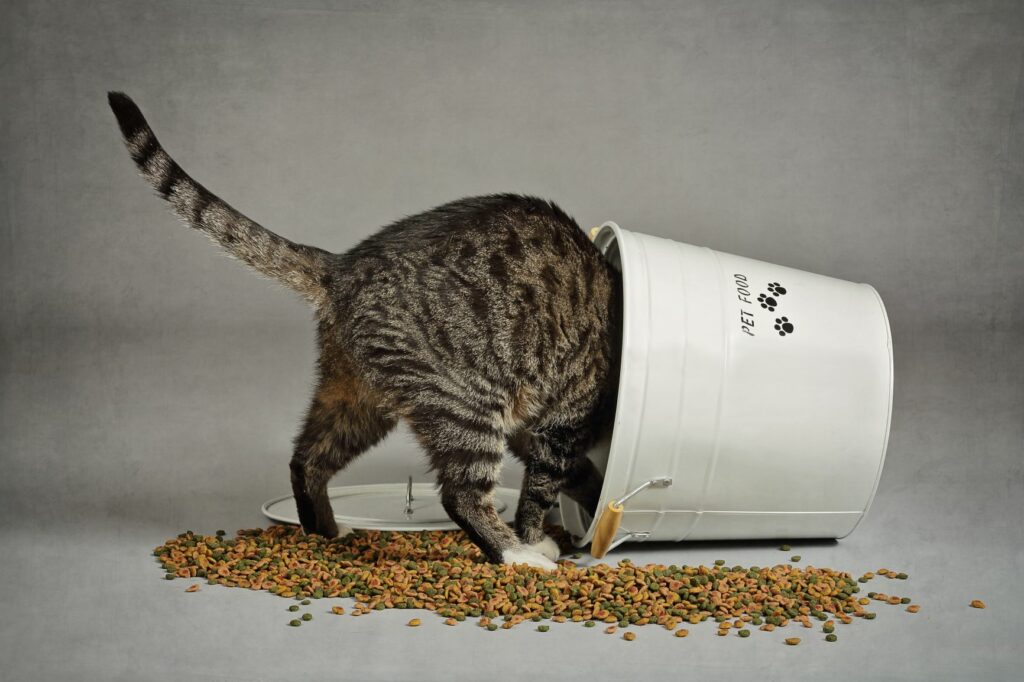 Kočka v kbelíku plném suchého krmiva