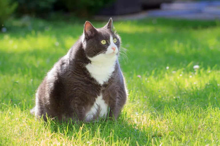 Slight obese, or fat, pussy cat outside in the sunny garden with fresh green grass in spring in the Netherlands Kočka s nadváhou