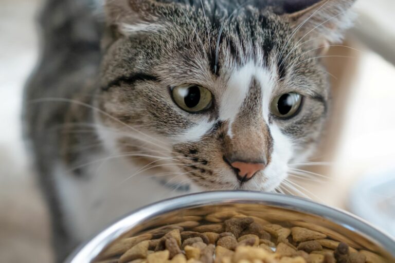 Kočky by si nejraději určovaly vlastní množství potravy.