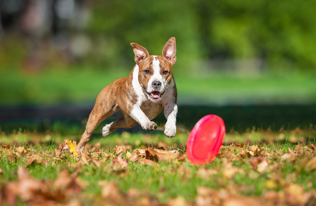 Psí sporty – frisbee