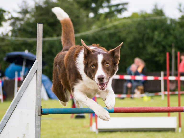 Border kolie agility