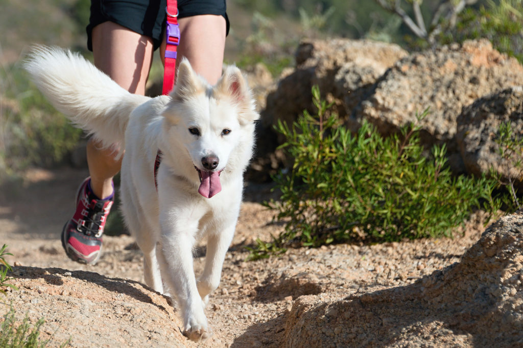 Psí sporty – canincross