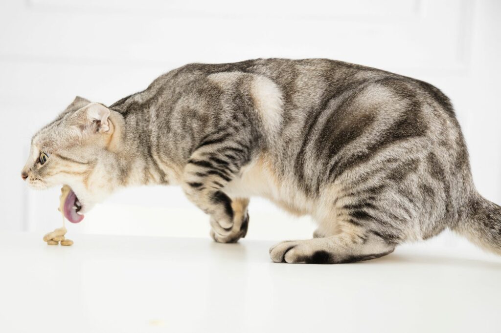 Neprůchodnost střev u koček se může projevit zvracením