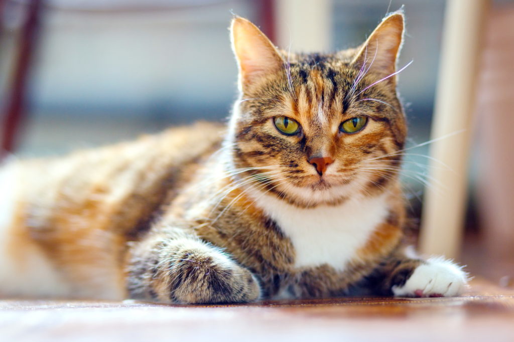 Tříbarevná amerciká krátkosrstá kočka