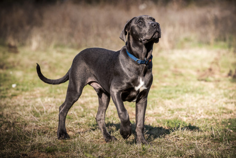 Cane corso černý