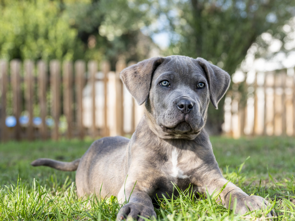 Štěně cane corso