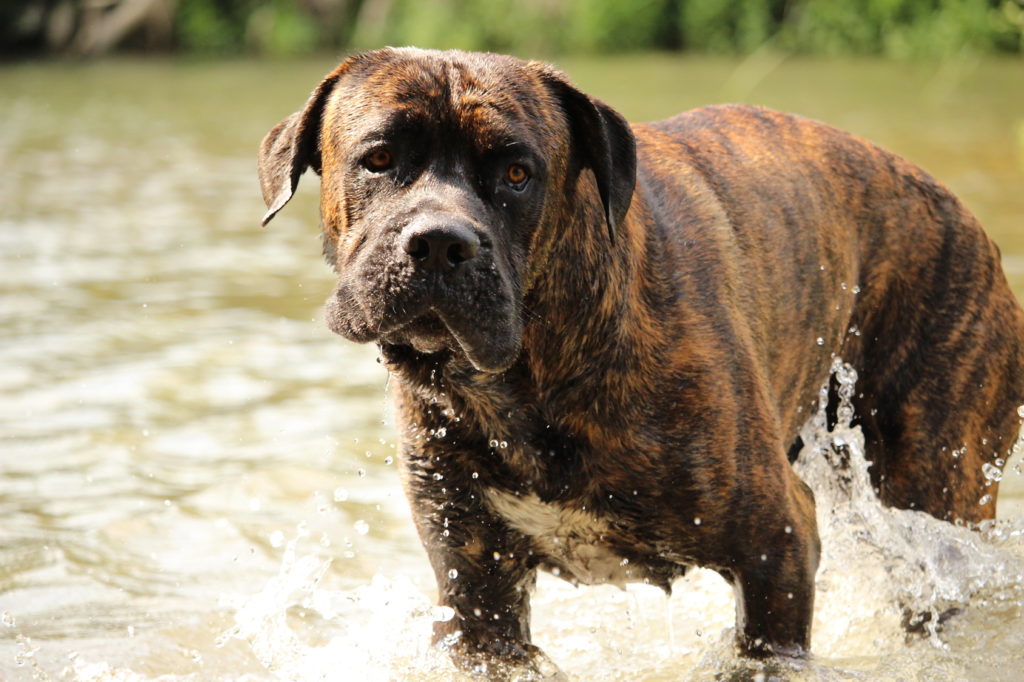 Cane corso žíhaný