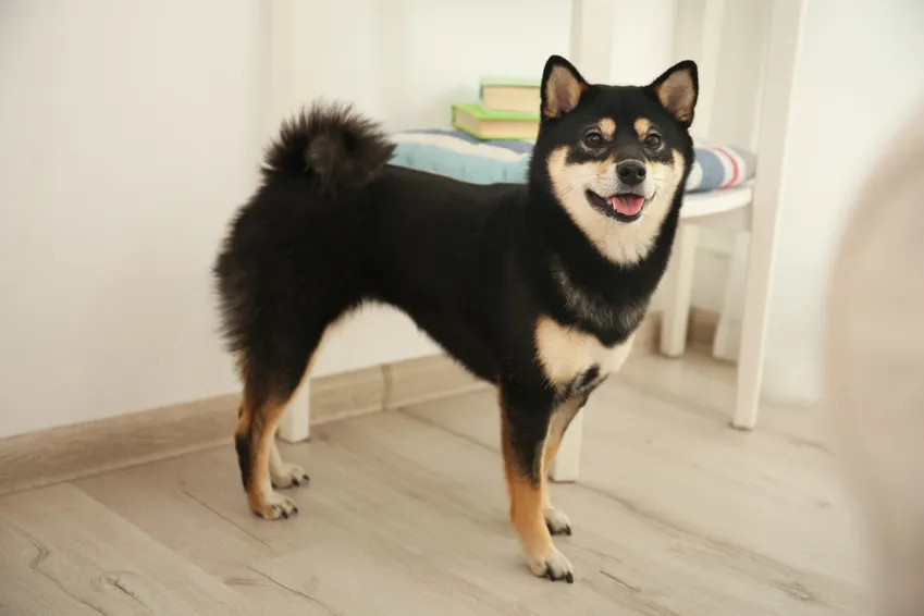 Černý shiba-inu