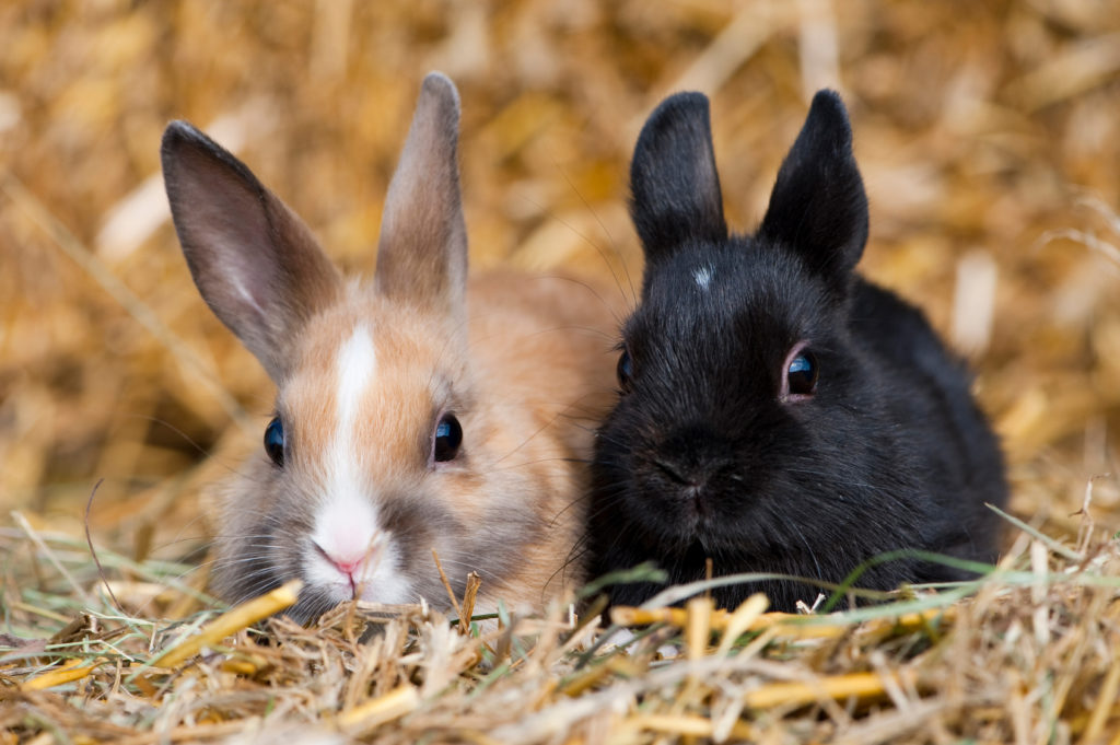 Dva mladí trpasličí králíci