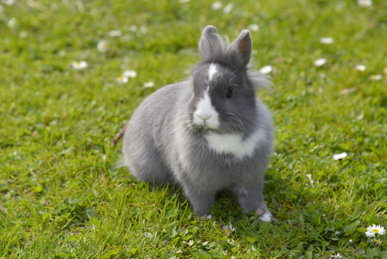 Dvoubarevný králík na trávě