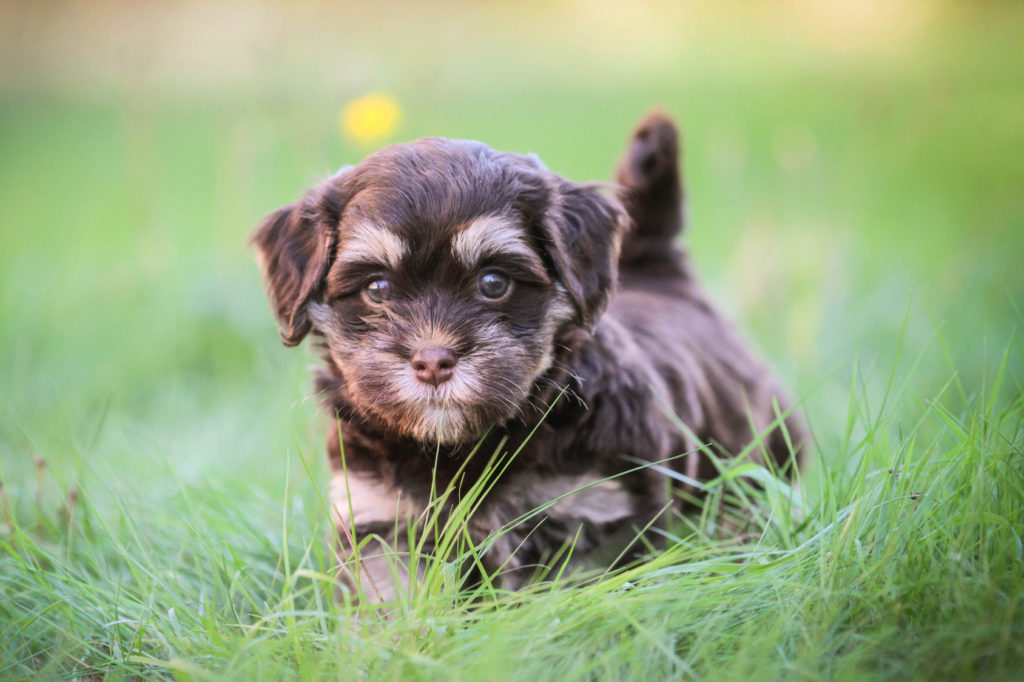 Havanese štěně