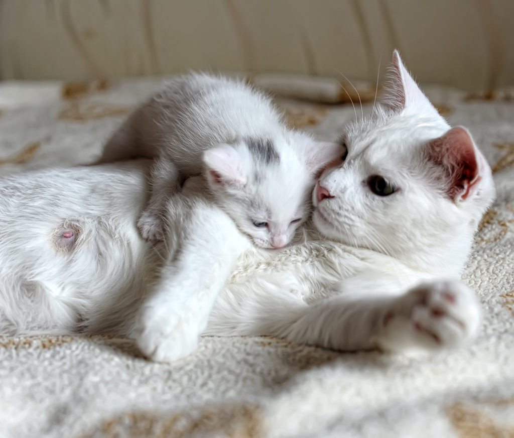 Kotě s kočičí matkou