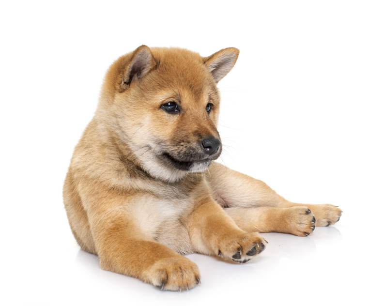 Ležící štěně shiba-inu