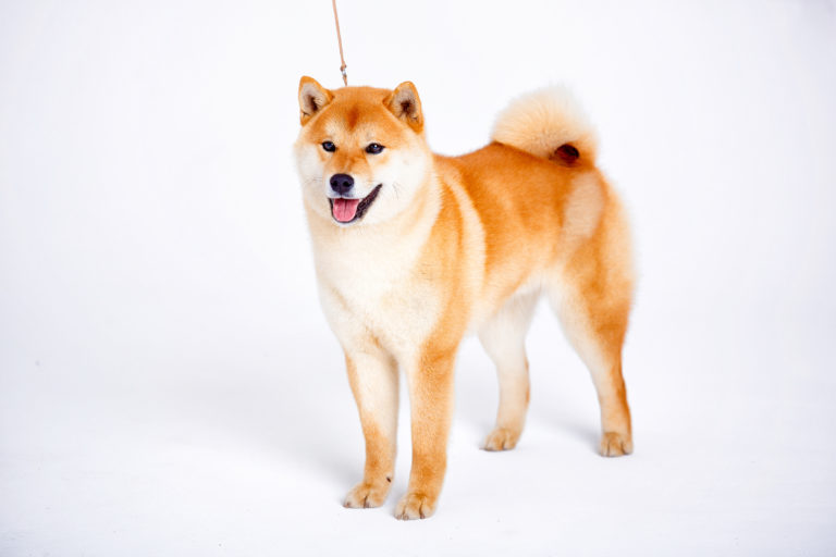 Shiba-inu