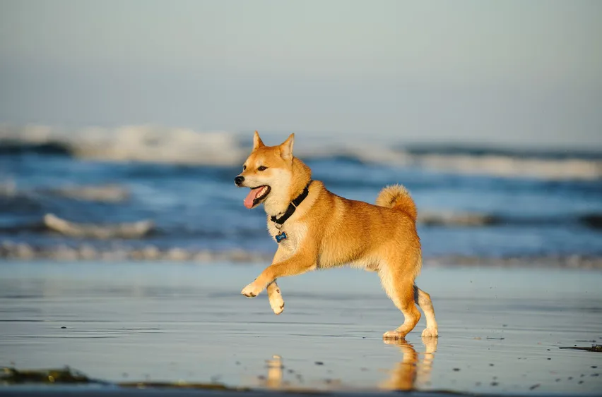 Shiba-inu u moře