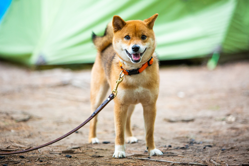 Shiba-inu u stanu