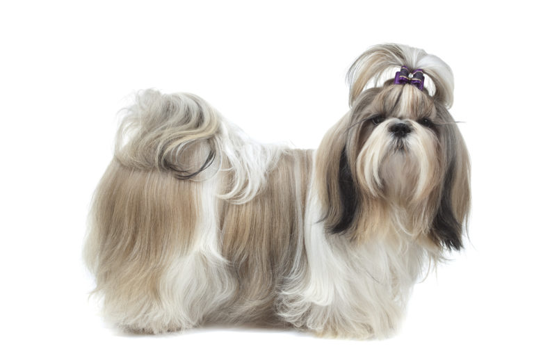 Shih-tzu portrét