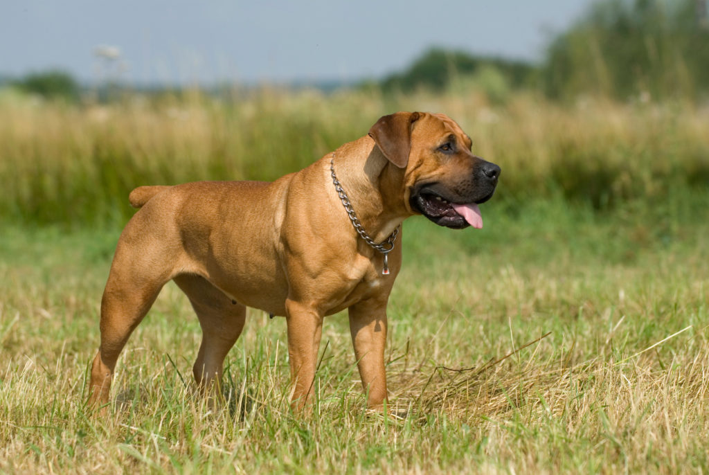Bojová plemena psů: Boerboel
