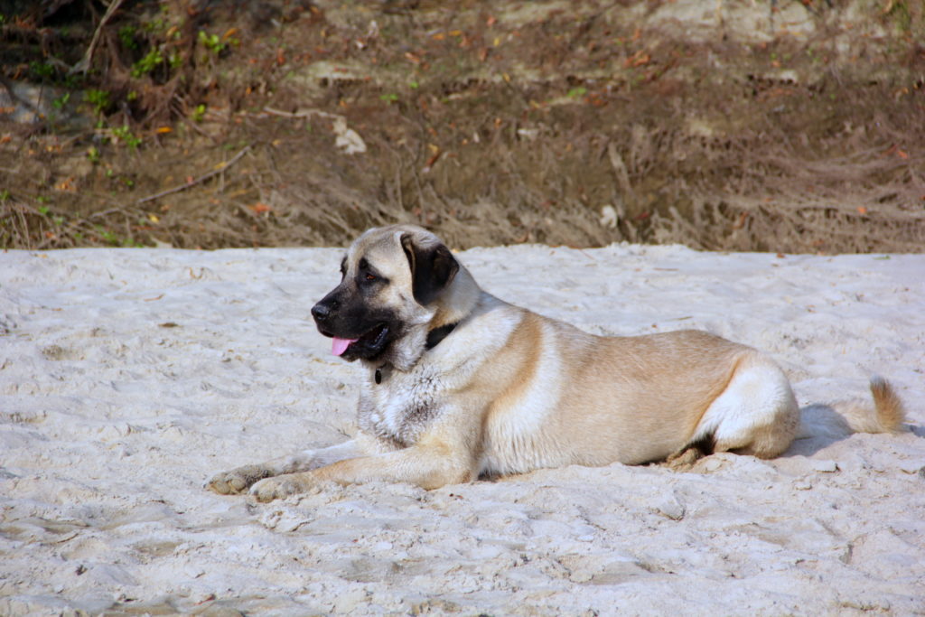 Kangal leží na pláži