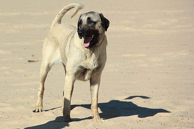 Kangal stojí na pláži