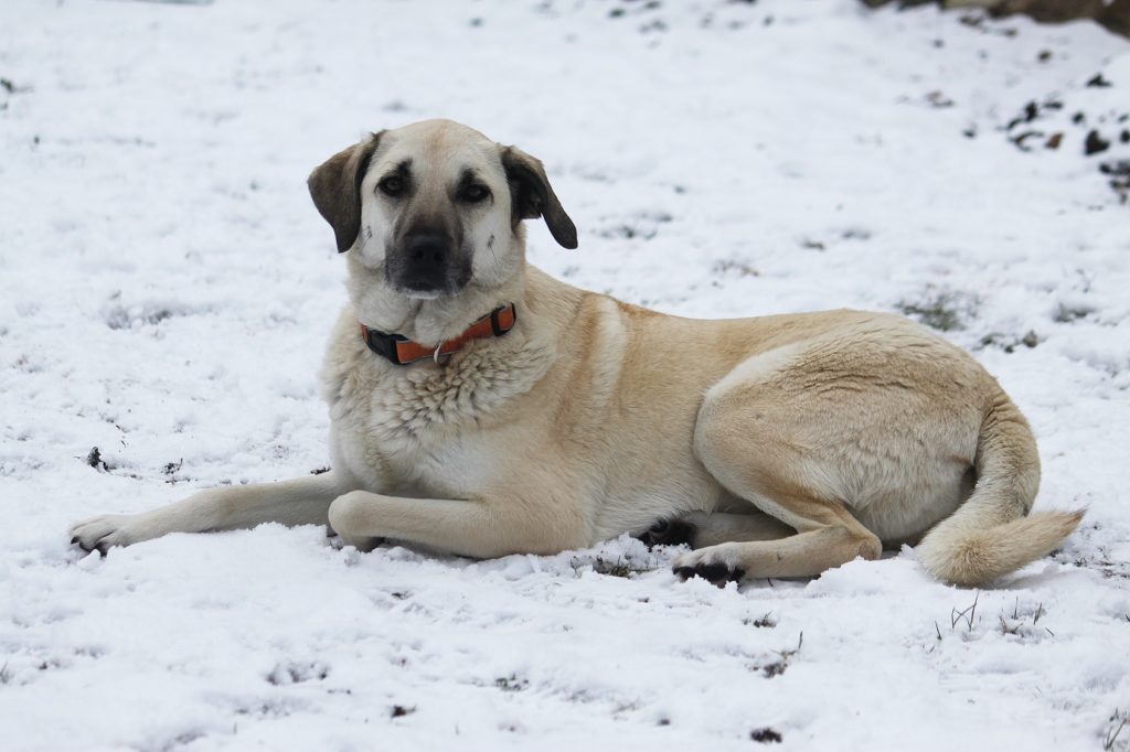 Bojová plemena psů: Kangal