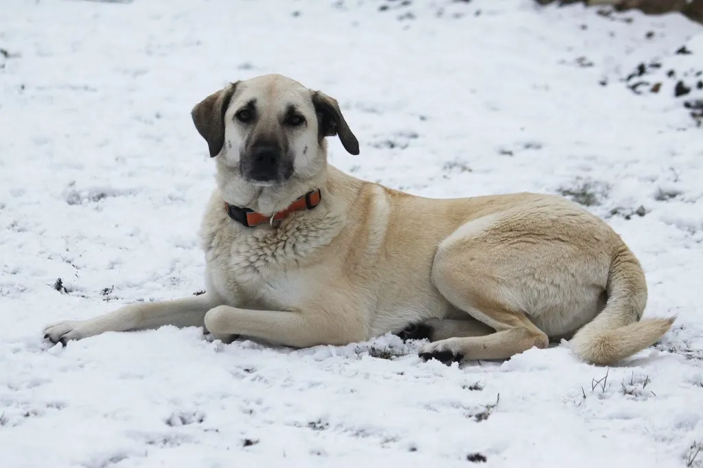 Bojová plemena psů: Kangal