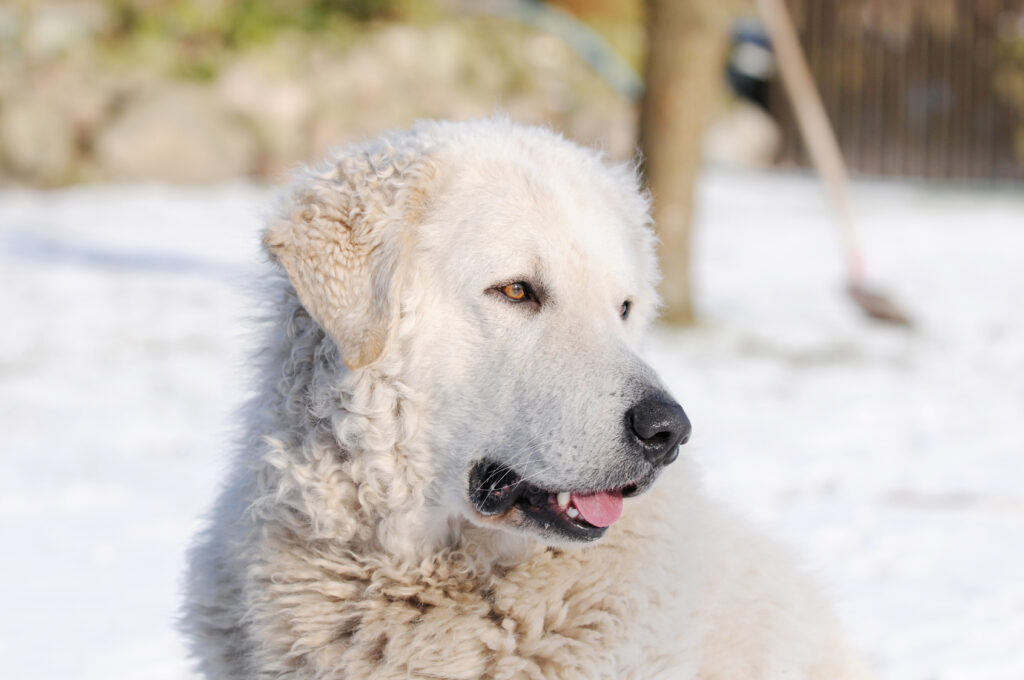 Kuvasz na sněhu