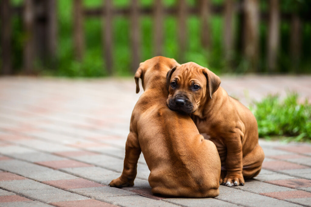 Rhodéský ridgeback – štěňata