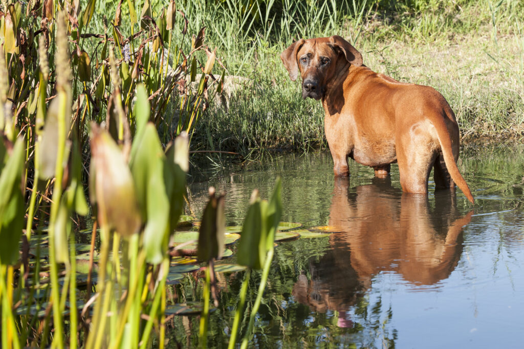 Rhodéský ridgeback ve vodě