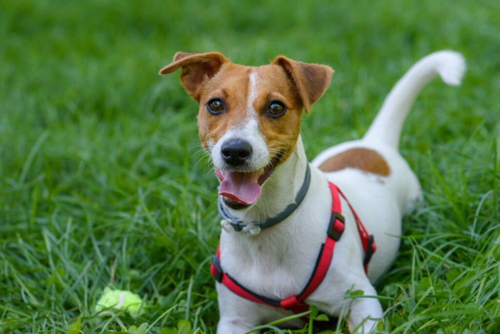 Jack Russel teriér na trávníku