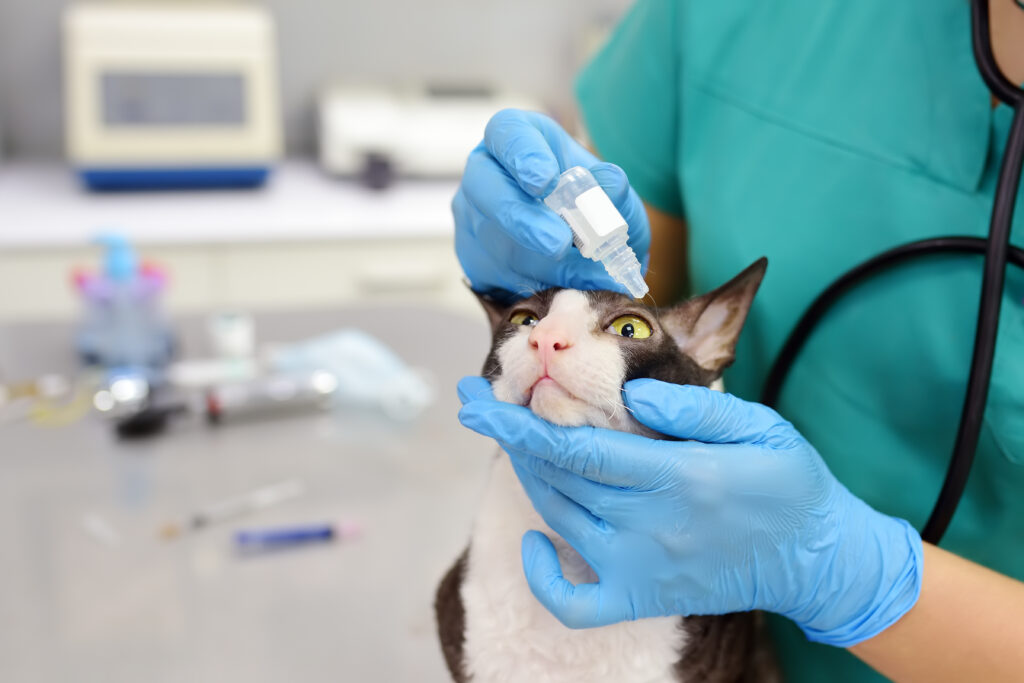 Veterinární doktor kontroluje oči kočky.