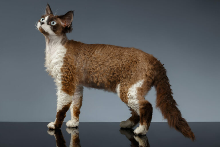 Devon rex