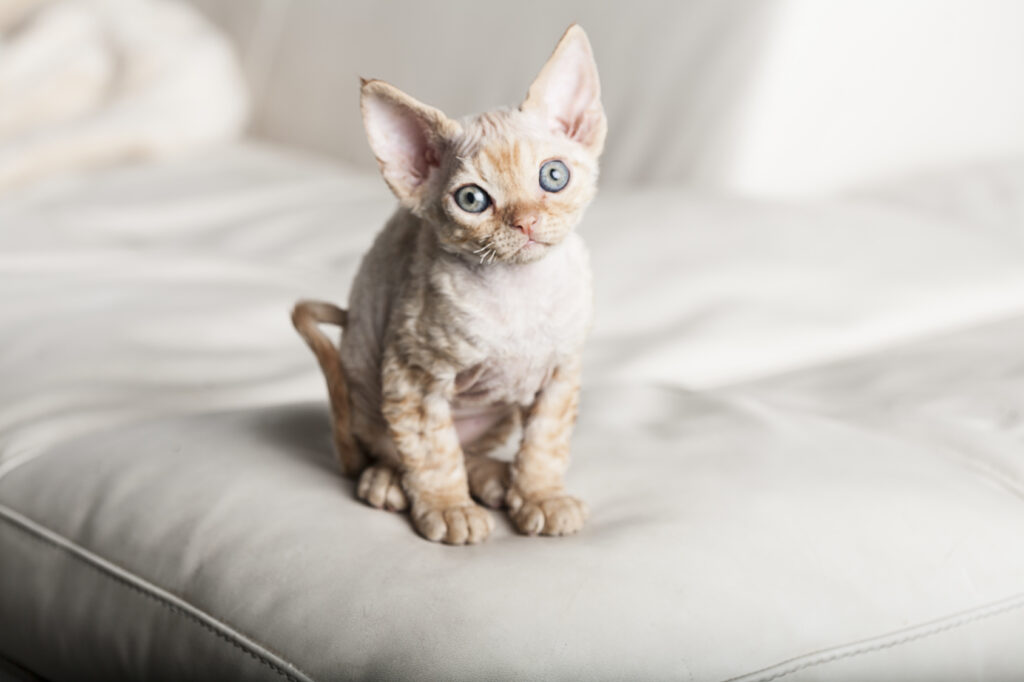 Devon rex – kotě