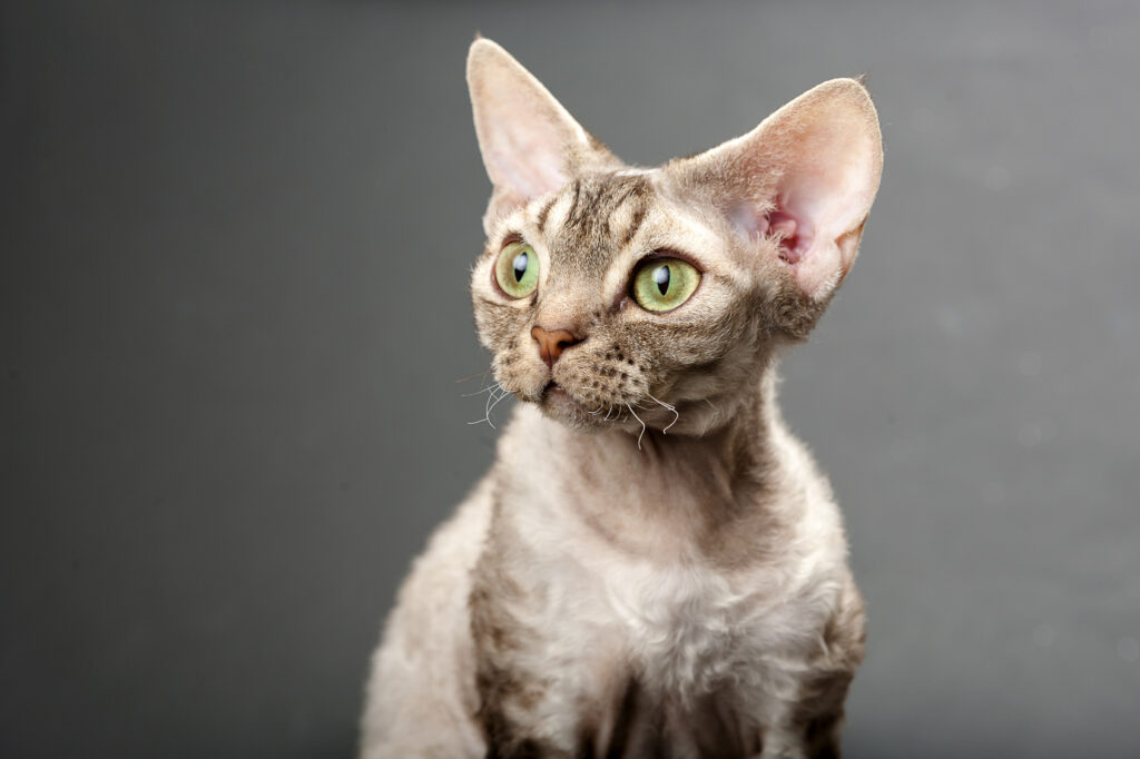 Devon rex – portrét