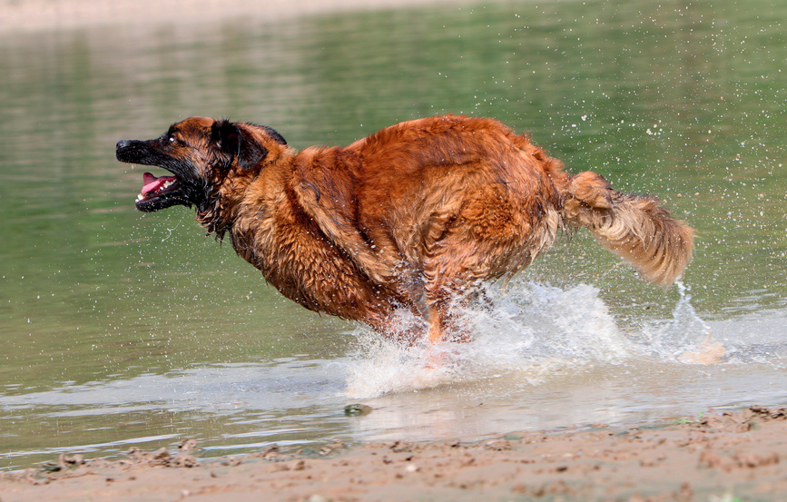 Leonberger běží ve vodě