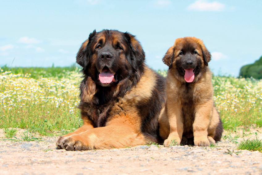 Leonberger – matka a štěně