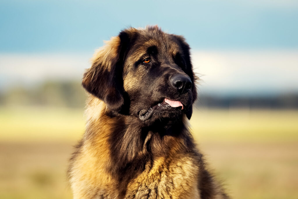 Leonberger u moře Leonberger u moře