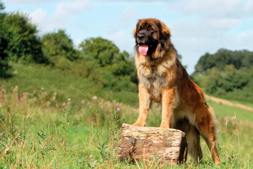 Spokojený leonberger